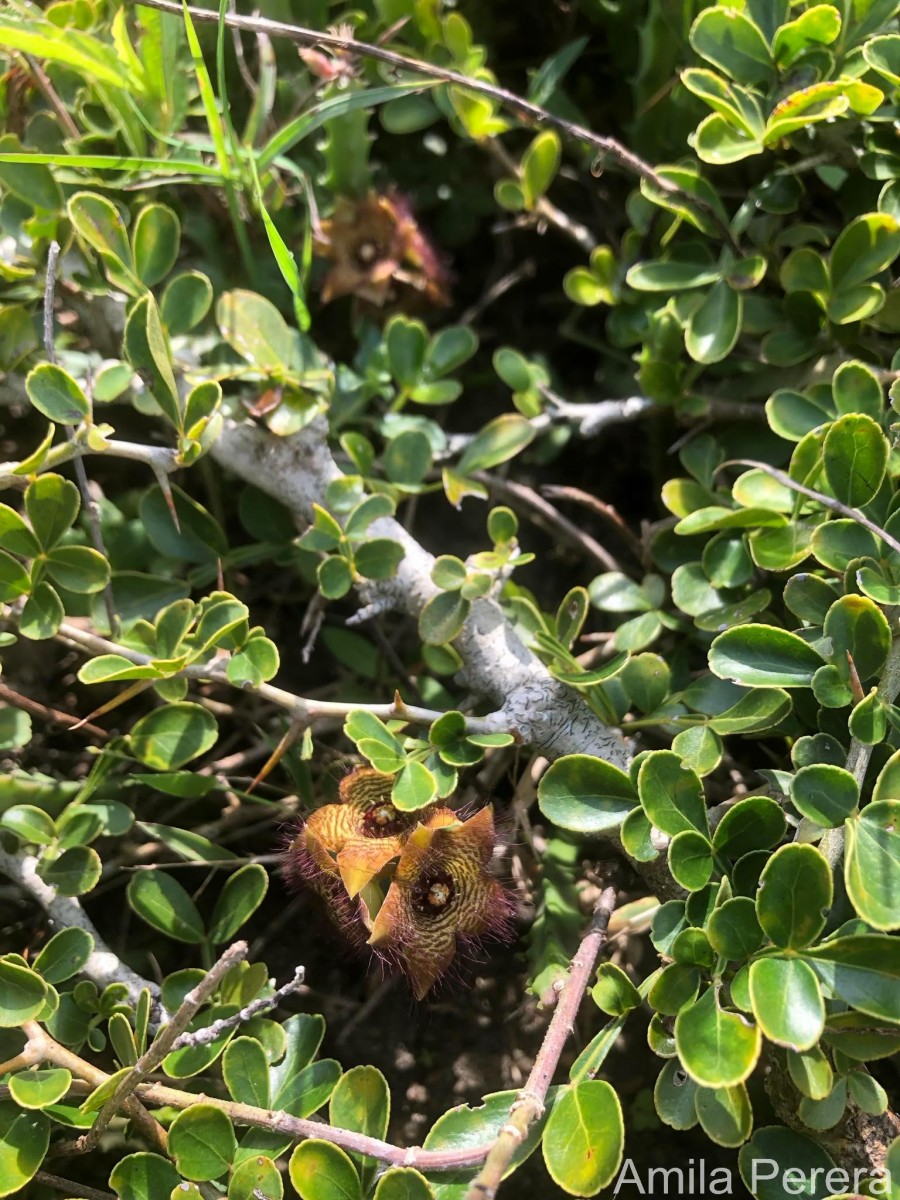 Boucerosia indica (Wight & Arn.) Plowes